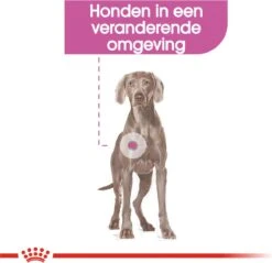 Royal Canin Ccn Relax Care Maxi - Hondenvoer - 9 Kg -Huisdierenserie Winkel 1200x1162 1