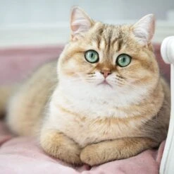 Lord Lou - George Roze Velvet S - Luxe Hondenmand - Luxe Kattenmand - 49x40x31 14 Lord Lou - George Roze Velvet S - Luxe Hondenmand - Luxe Kattenmand - 49x40x31 -Huisdierenserie Winkel 1200x1197 1