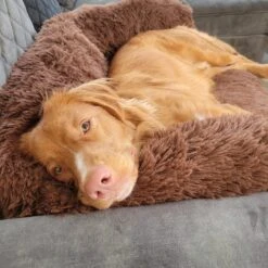 Origineel Hondendeken Voor Bank– Hondenkleed Fluffy – Pluche Hondenbed - Hondenmand Premium - Volledig Afritsbaar 17 Origineel Hondendeken Voor Bank– Hondenkleed Fluffy – Pluche Hondenbed - Hondenmand Premium - Volledig Afritsbaar -Huisdierenserie Winkel 1200x1200 365