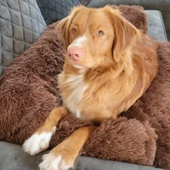 Origineel Hondendeken Voor Bank– Hondenkleed Fluffy – Pluche Hondenbed - Hondenmand Premium - Volledig Afritsbaar 19 Origineel Hondendeken Voor Bank– Hondenkleed Fluffy – Pluche Hondenbed - Hondenmand Premium - Volledig Afritsbaar -Huisdierenserie Winkel 1200x1200 367