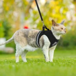 Merkloos Kattentuigje Met Looplijn | Zwart Kattenharnas | Easy Step In | Kattenriem | Kattenlijn | Kattentuig | Maat S 17 Merkloos Kattentuigje Met Looplijn | Zwart Kattenharnas | Easy Step In | Kattenriem | Kattenlijn | Kattentuig | Maat S -Huisdierenserie Winkel 1200x1200 451