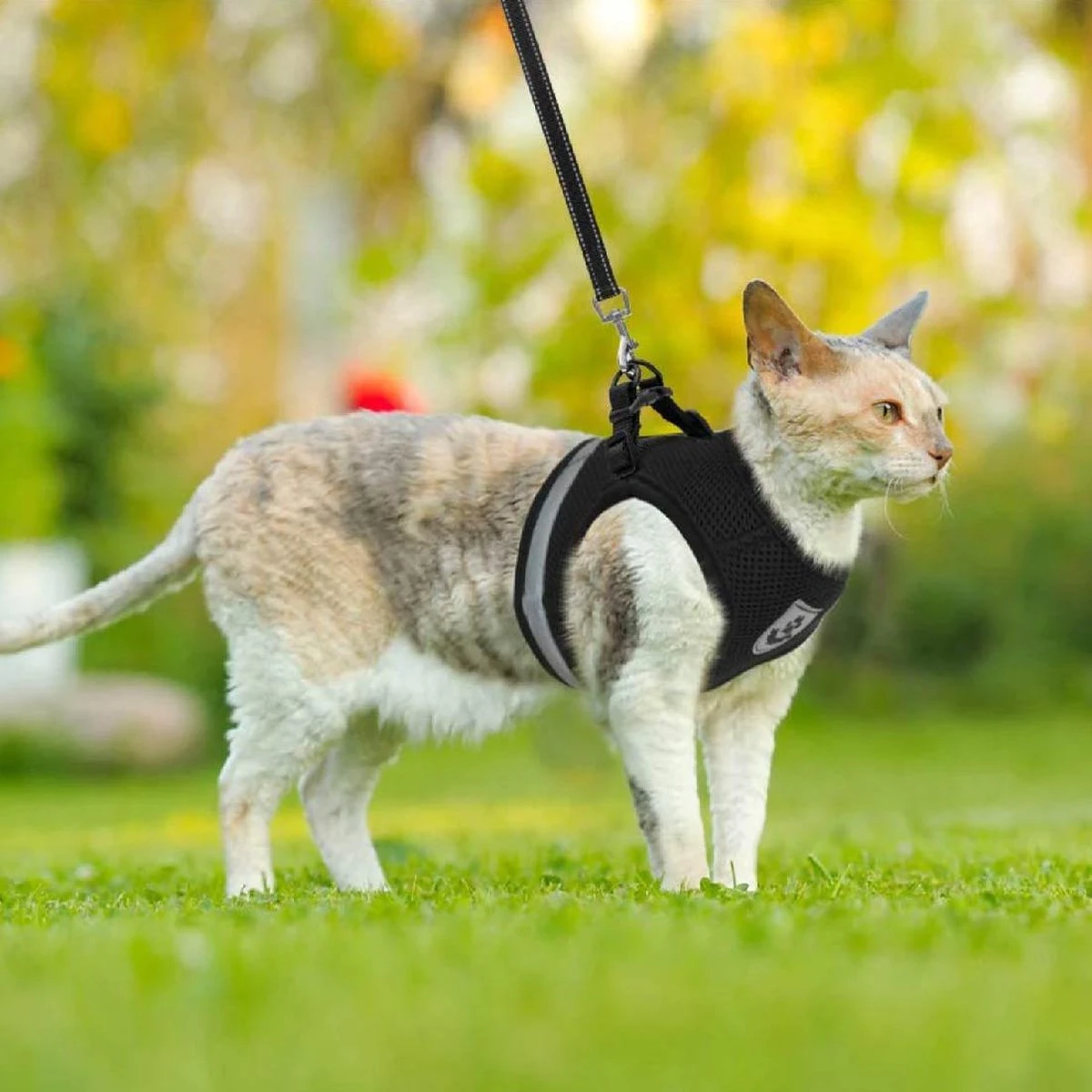 Merkloos Kattentuigje Met Looplijn | Zwart Kattenharnas | Easy Step In | Kattenriem | Kattenlijn | Kattentuig | Maat S 9 Merkloos Kattentuigje Met Looplijn | Zwart Kattenharnas | Easy Step In | Kattenriem | Kattenlijn | Kattentuig | Maat S - Afbeelding 7