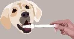 Aedogz Tandsteen Verwijder Spons Hond & Kat - Verwijdert Tandsteen, Aanslag En Vlekken - Verfrist De Adem Voorkomt Tandvleesproblemen. -Huisdierenserie Winkel 1200x632