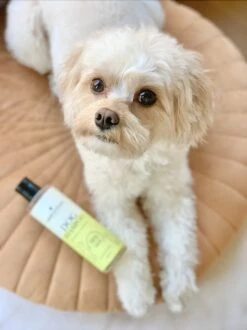 Fresh & Fluffy - Hondenshampoo Kamille / Patchouli - Geschikt Voor Alle Hondenrassen - Natuurlijk & Vegan Voor De Gevoelige Huid - 250ml -Huisdierenserie Winkel 899x1200